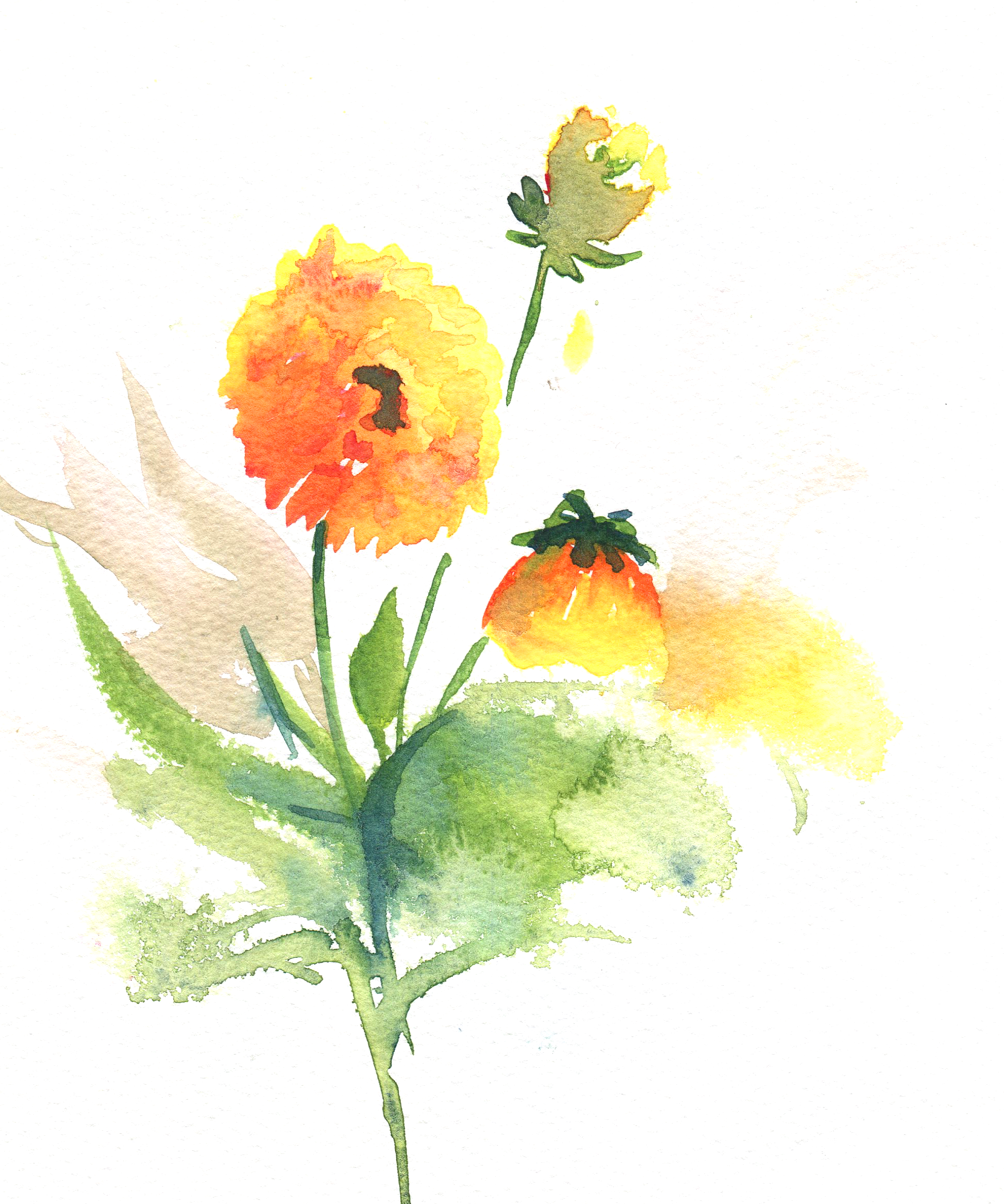 floral study