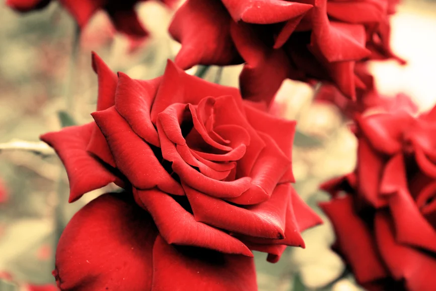Roses.jpg
