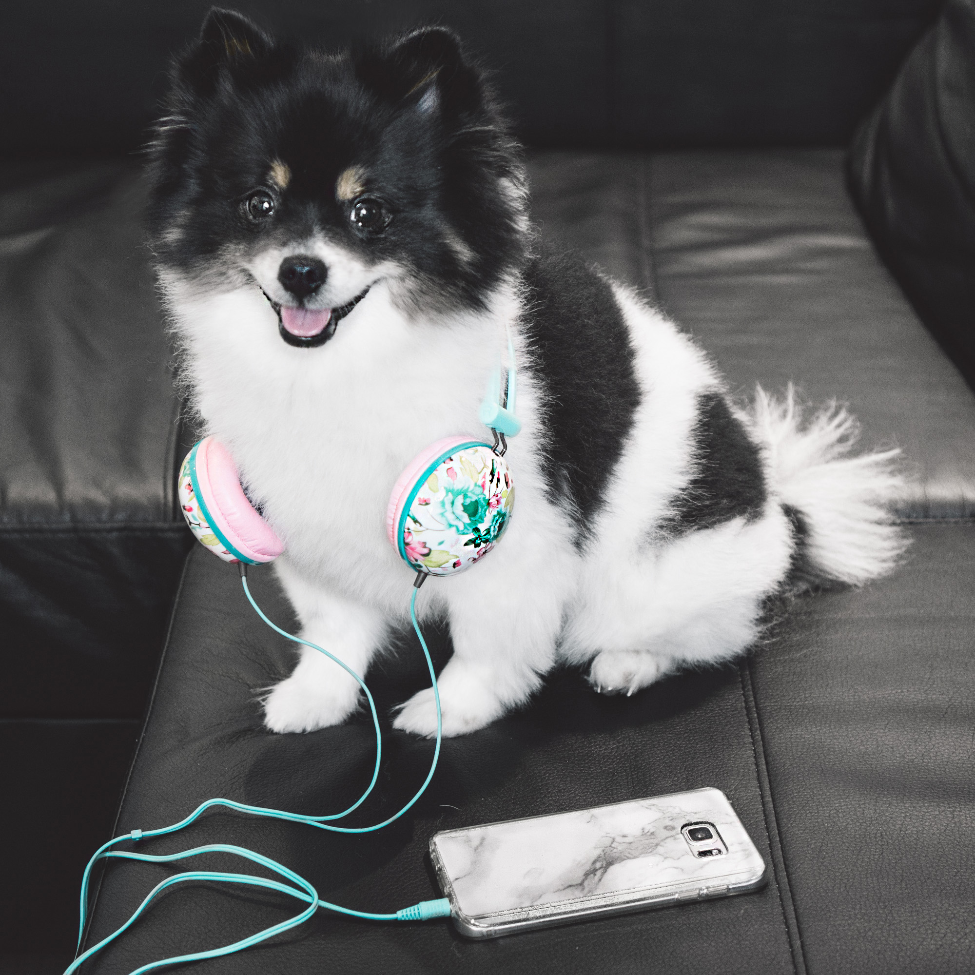  We adore these floral headphones for many reasons. Apparently our pup, Layla happens to love them as well. 