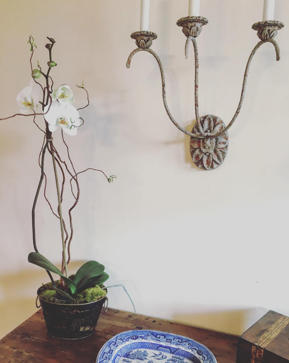 JJ Orchid.png