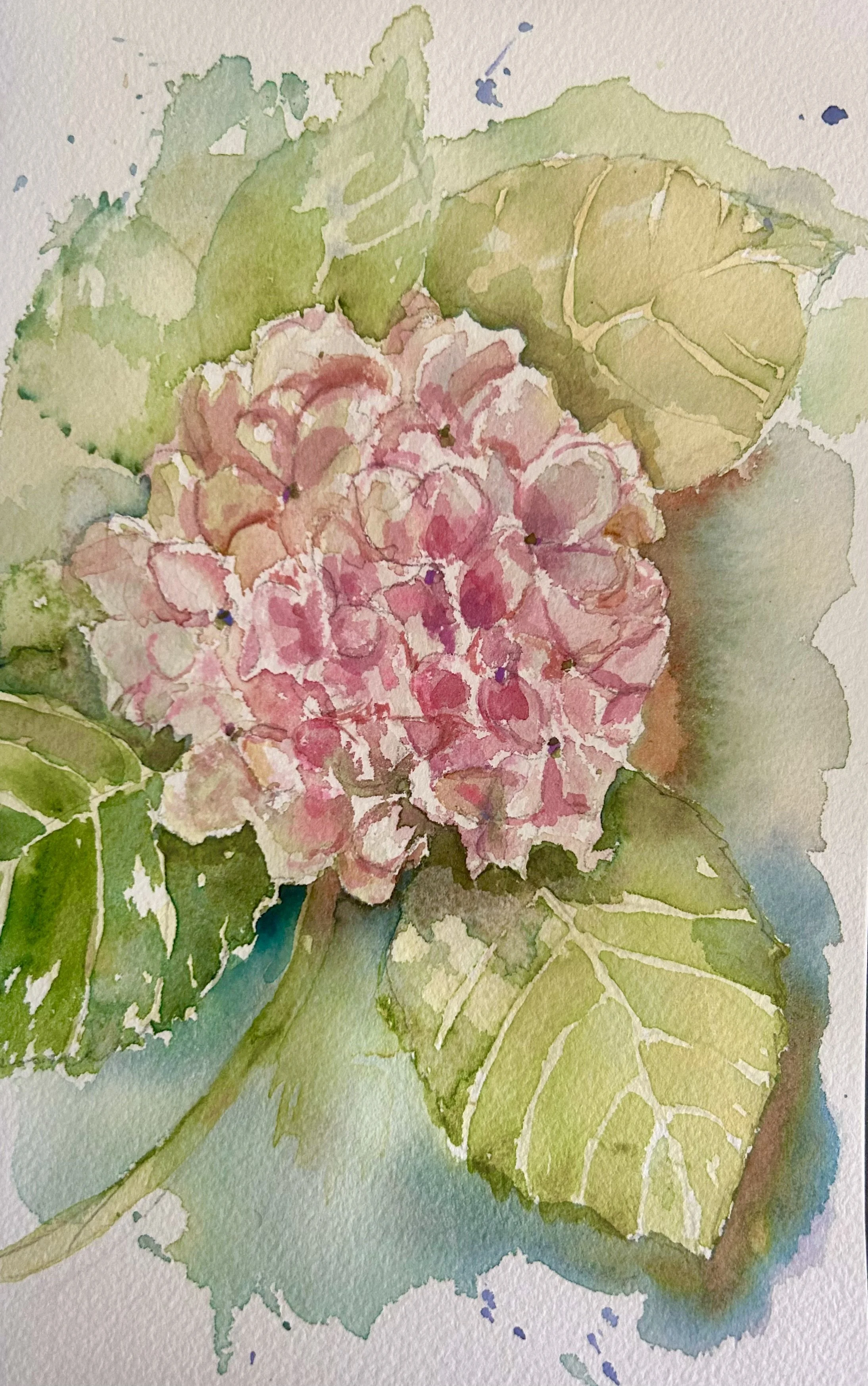 hydrangeabloomfadeptg.jpeg