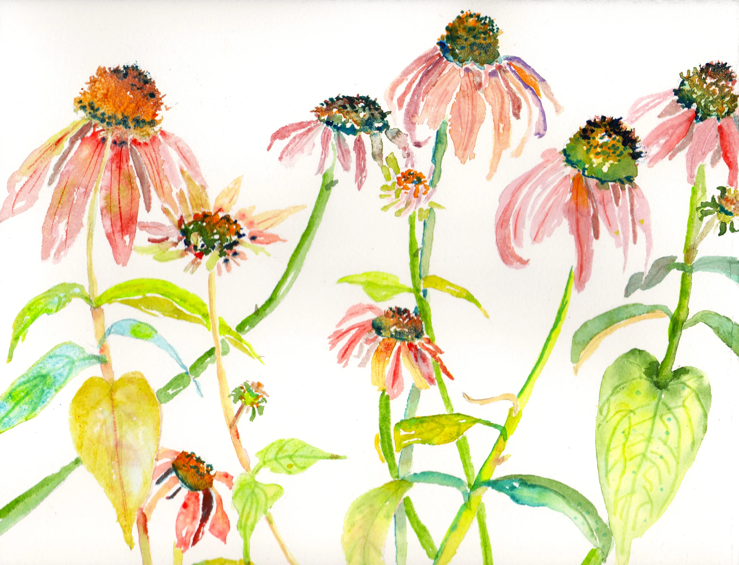 Coneflower Confetti