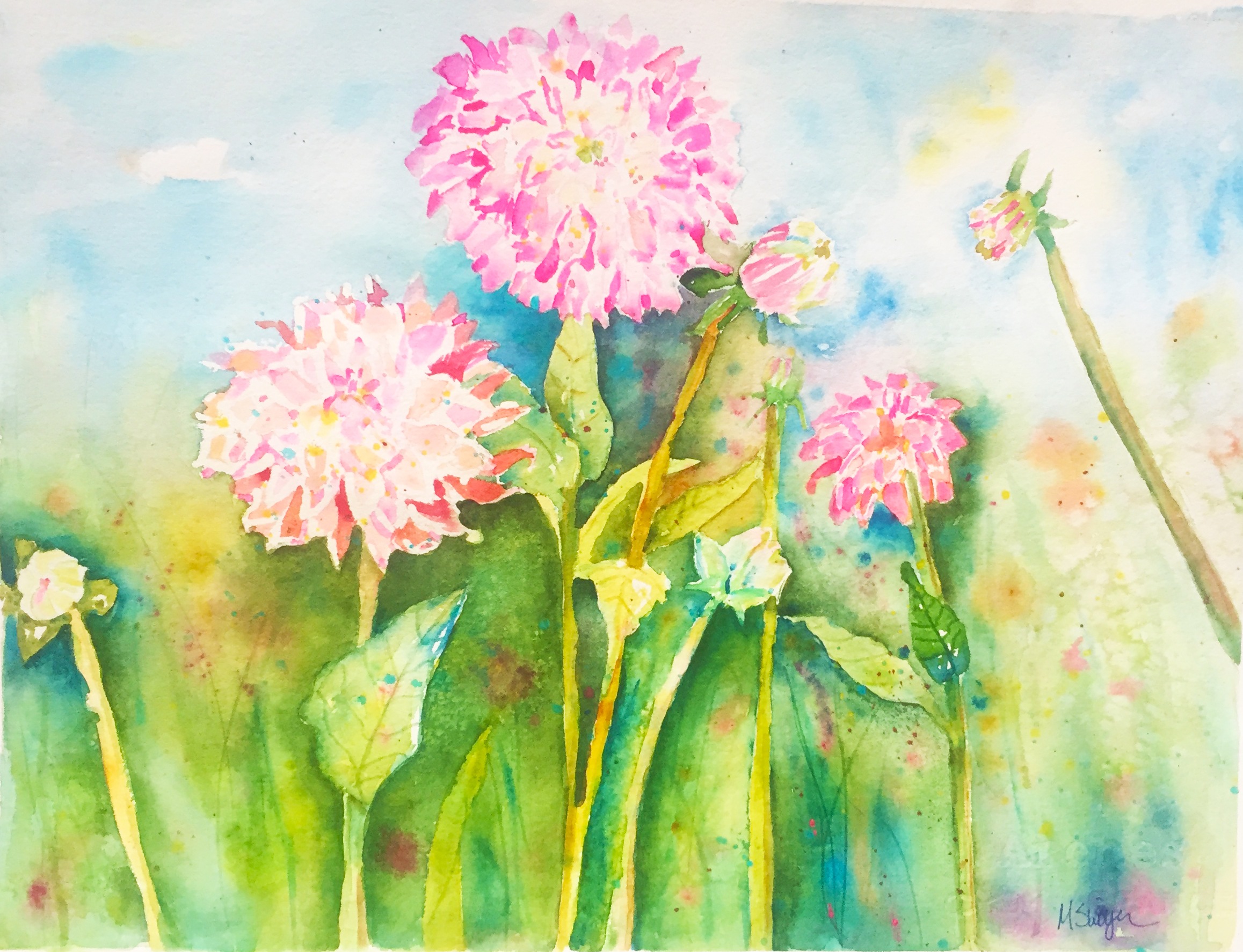 Dahlia Delights!