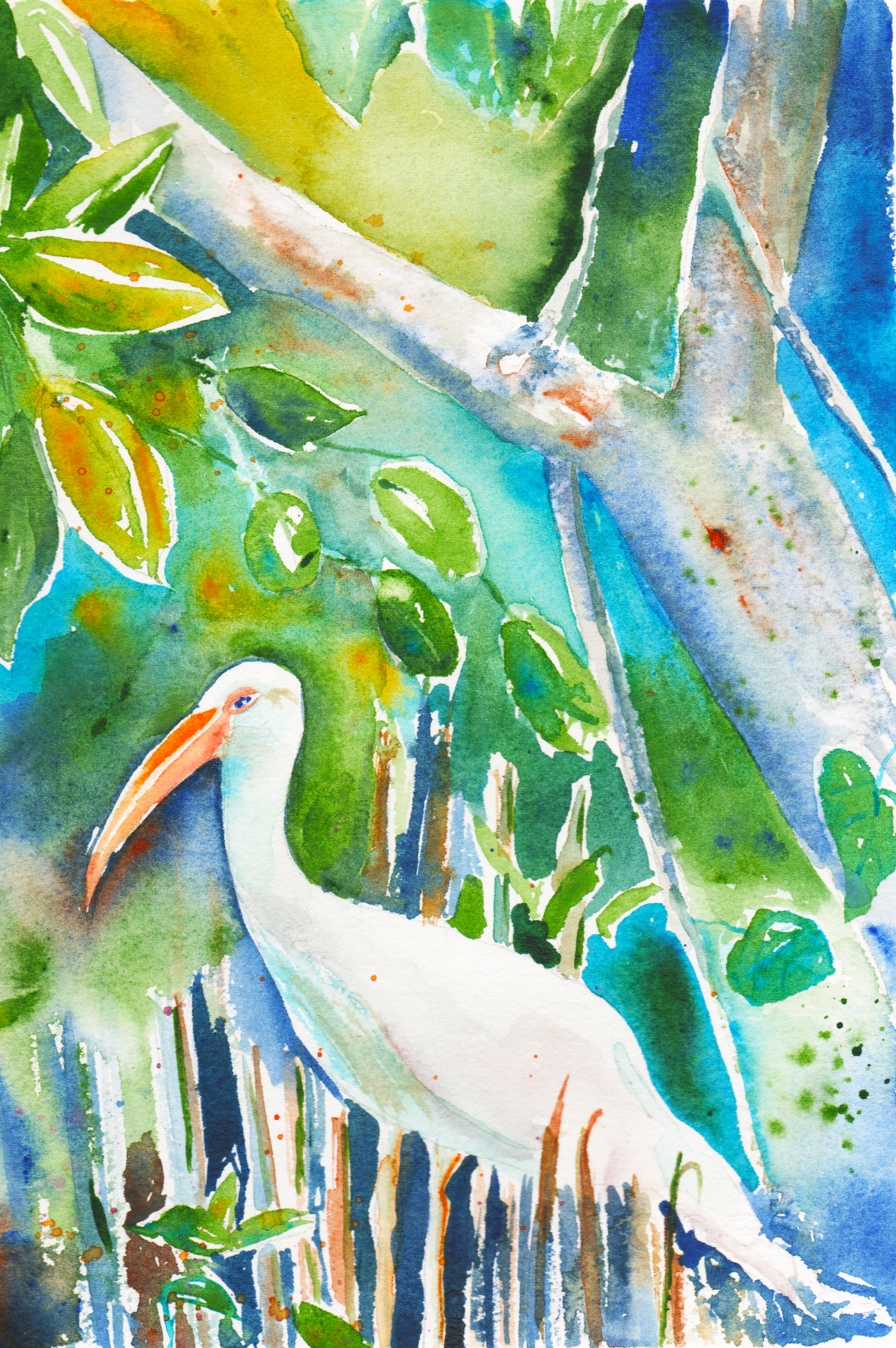Longboat's American White Ibis