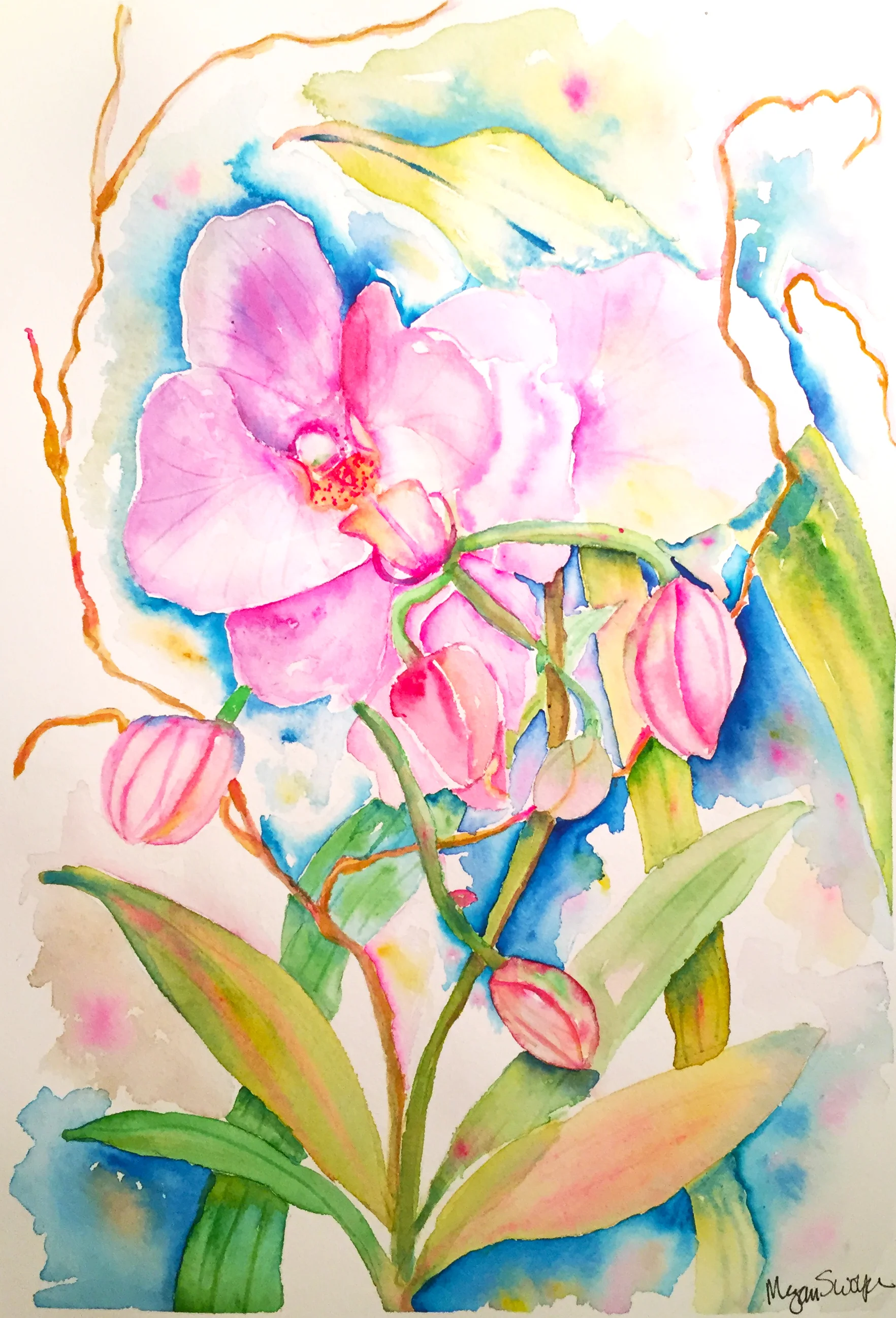 Orchid Anna Maria