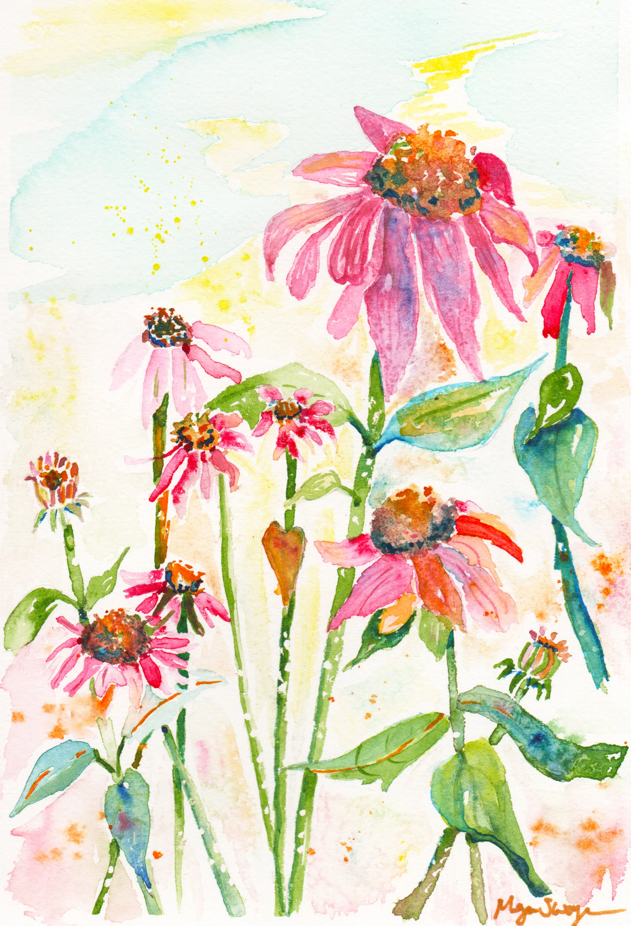 Mackinac Coneflowers 