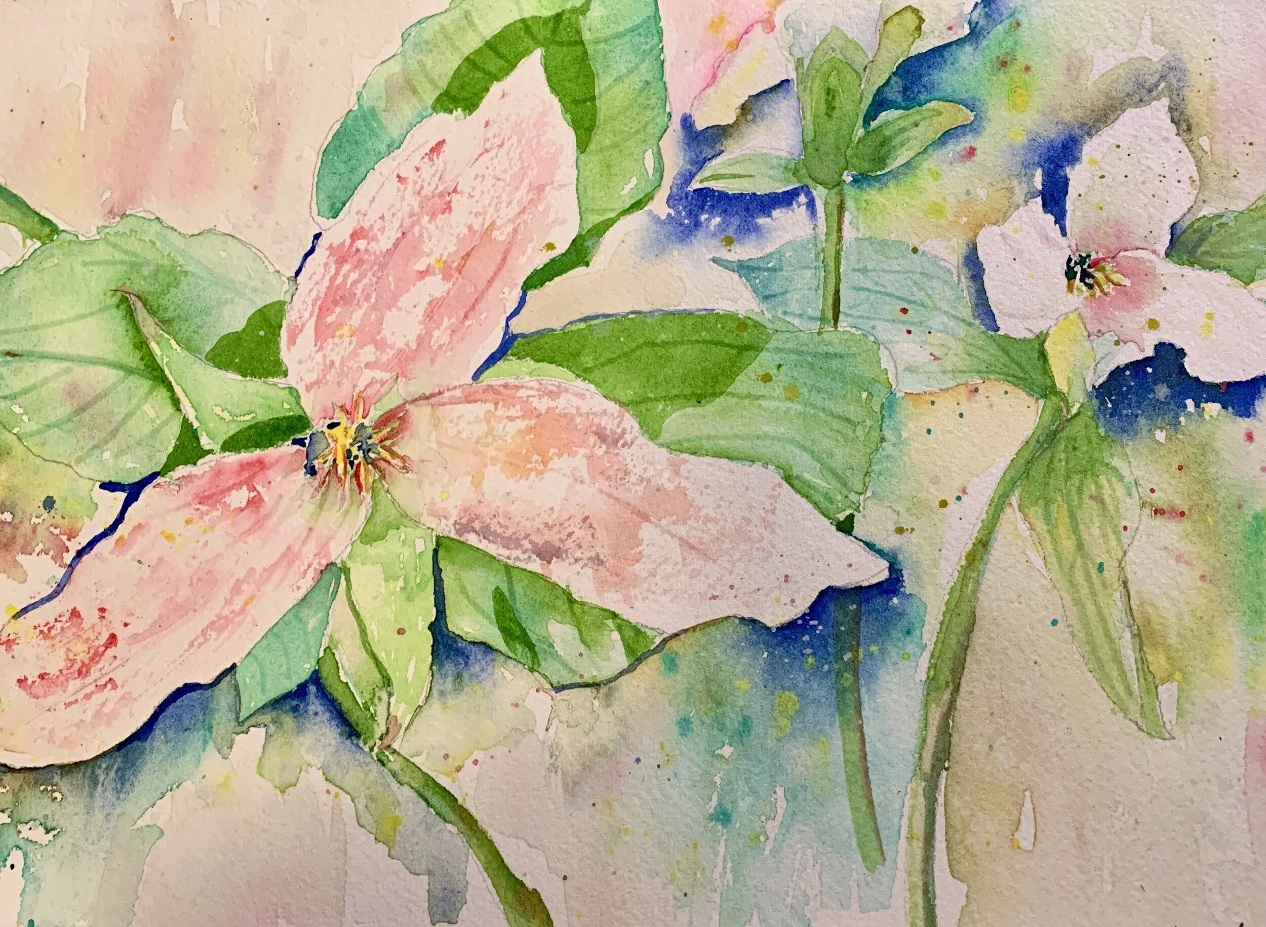 Pink Trillium: Huron National Forest