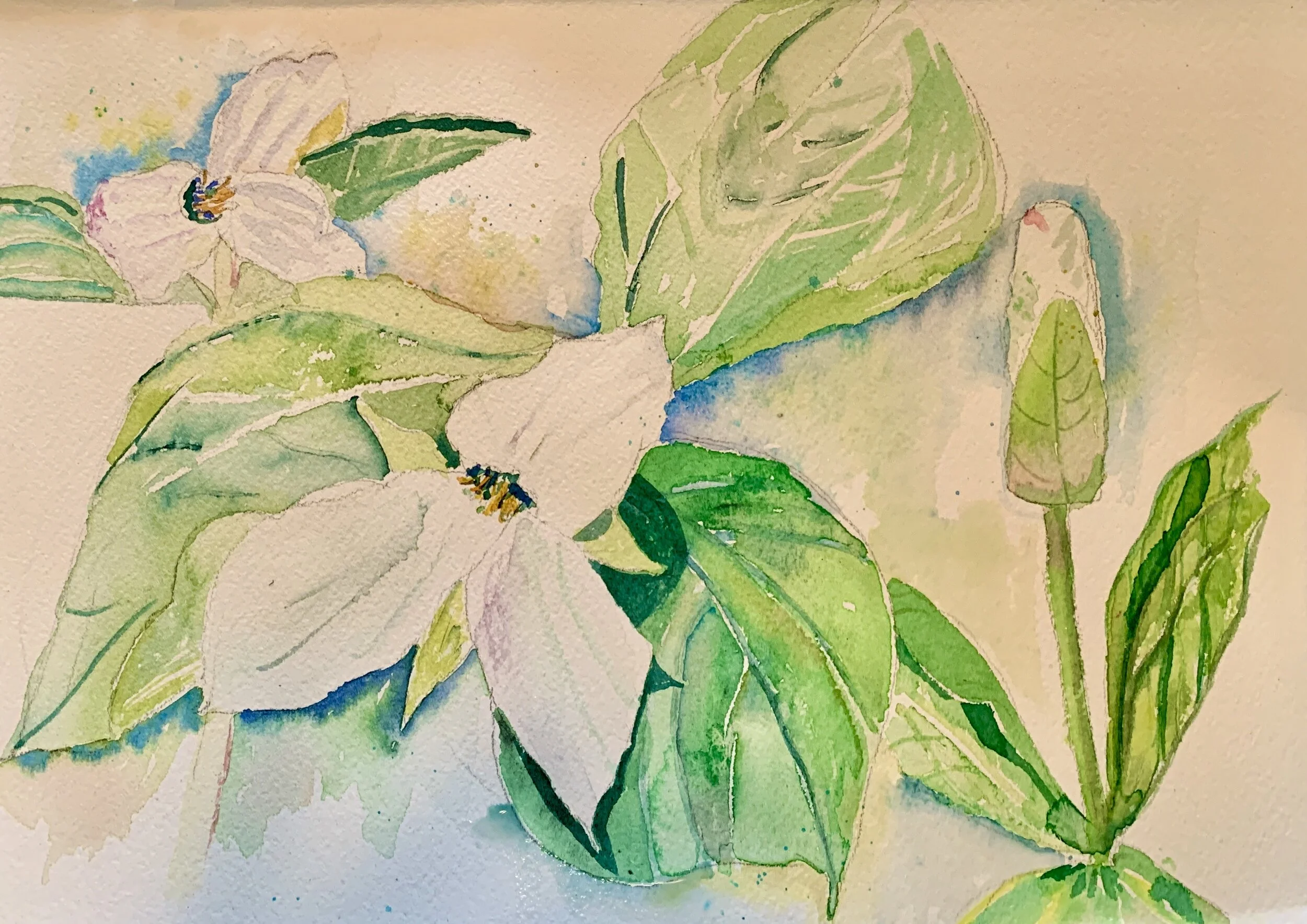 Huron National Forest Trillium