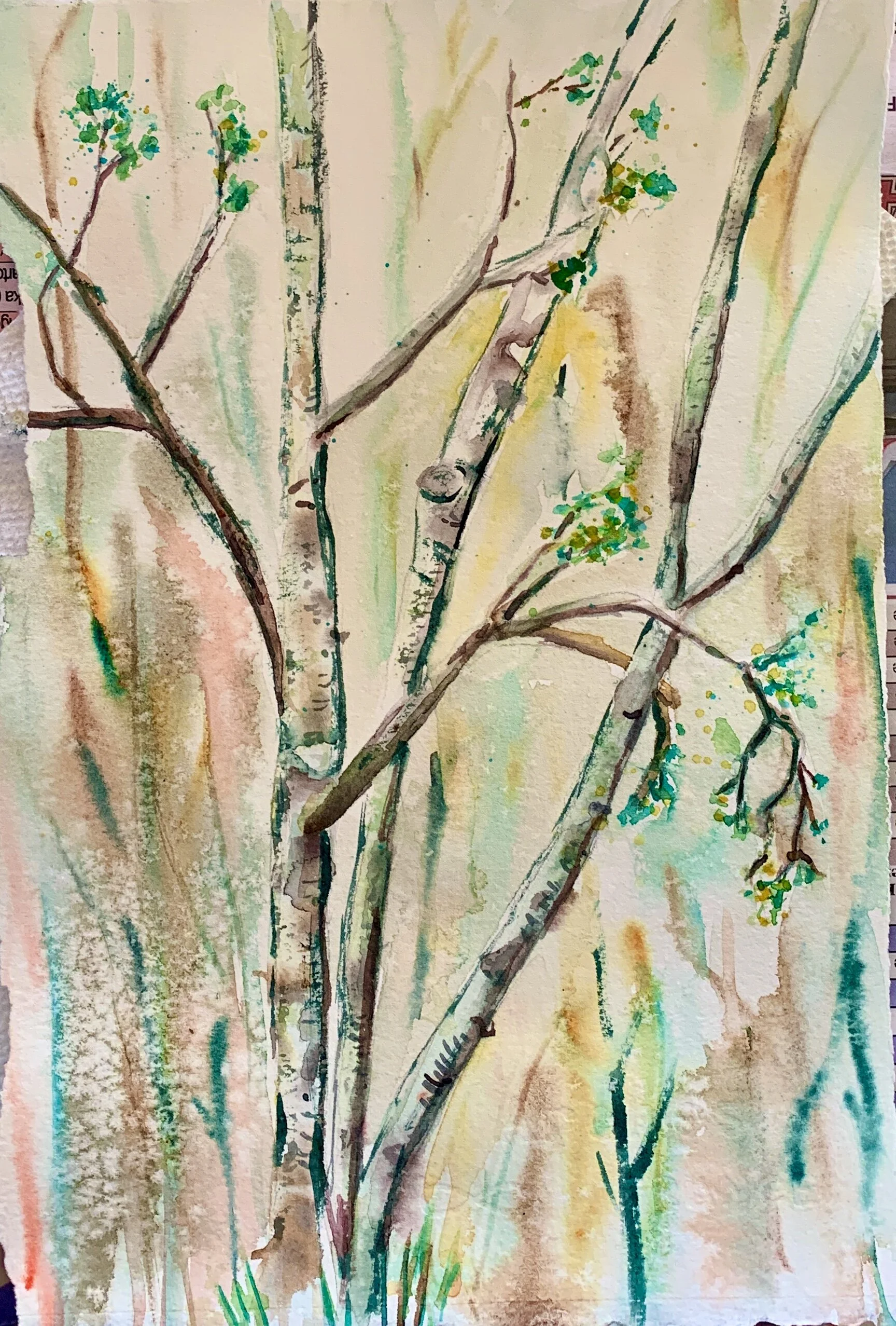 Huron National Forest Birch