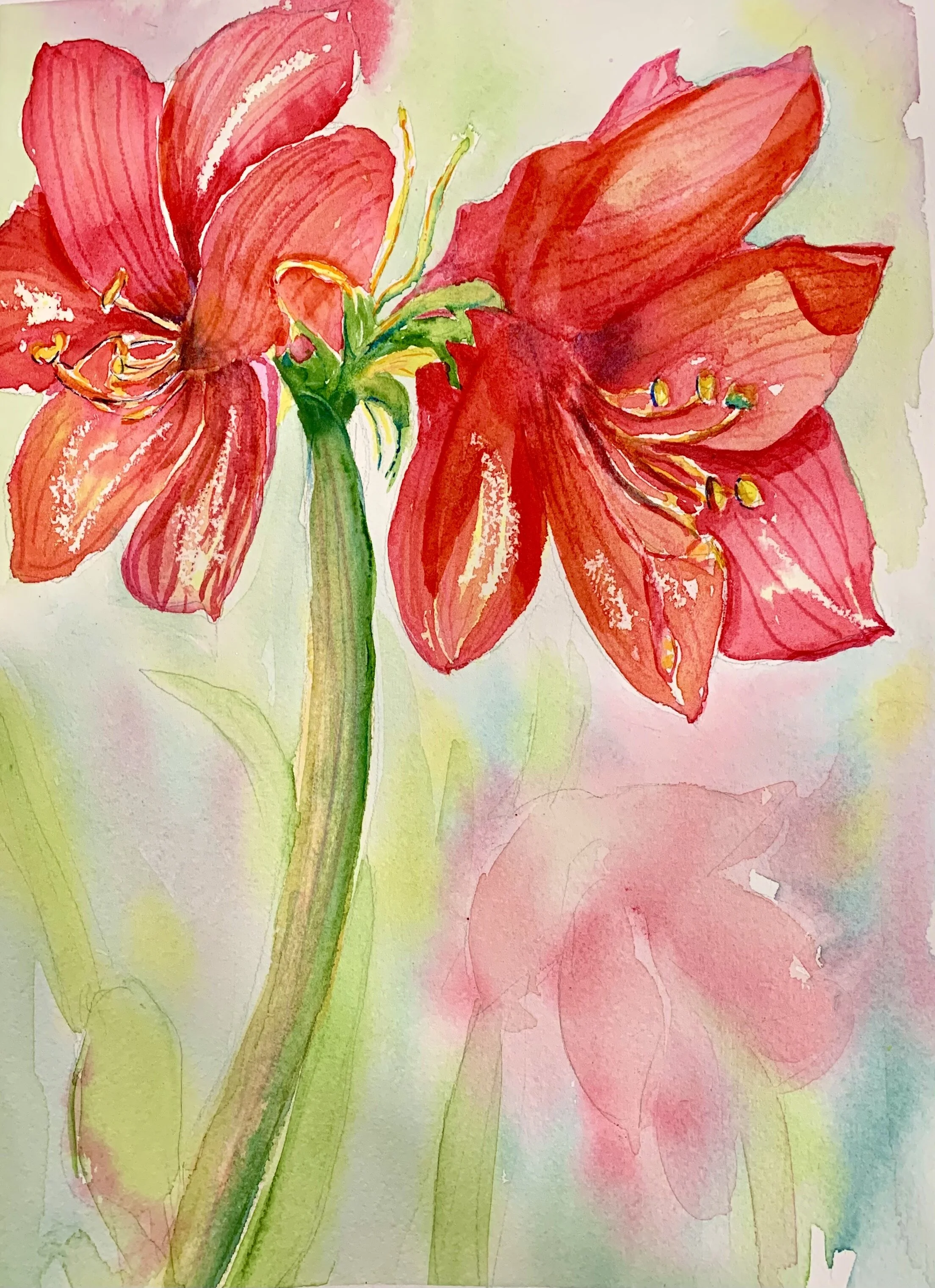 Amaryllis Amore