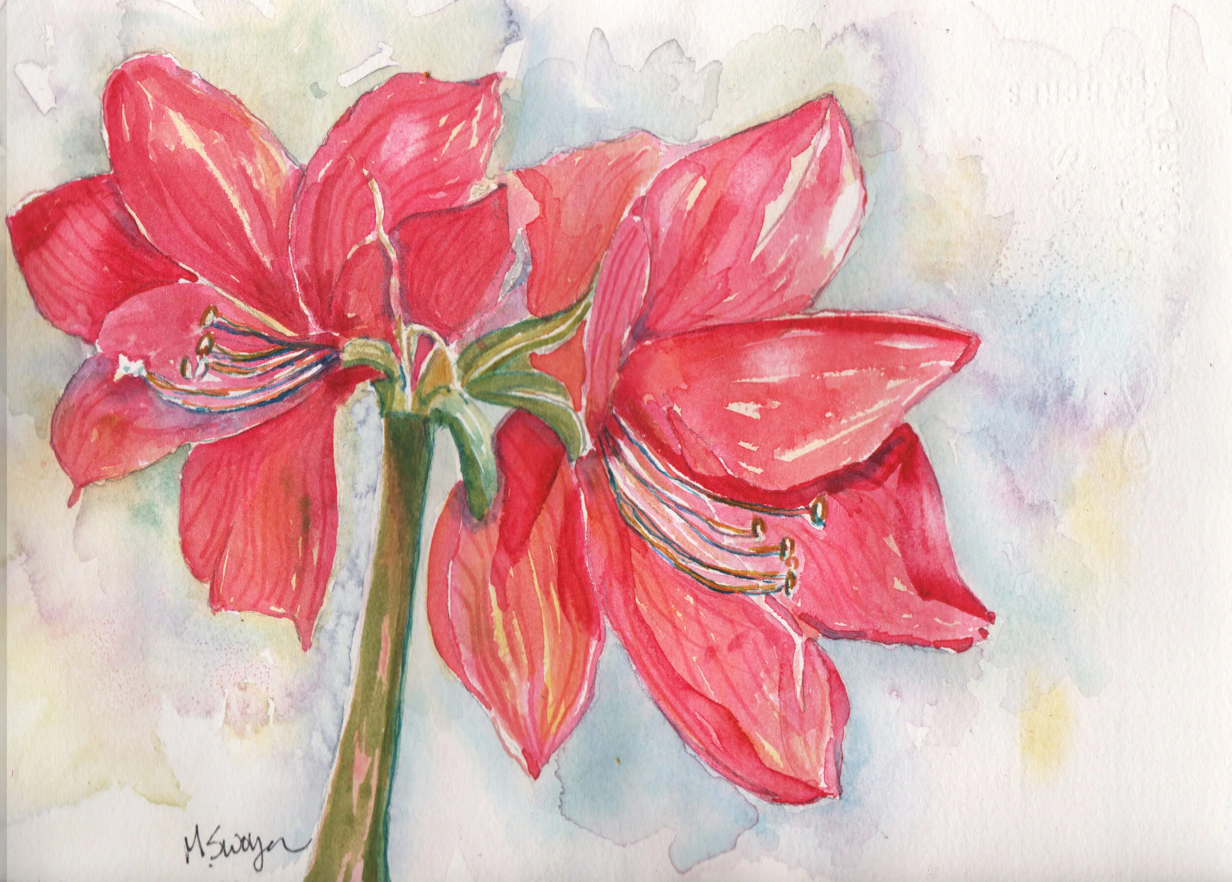 Amaryllis Joy