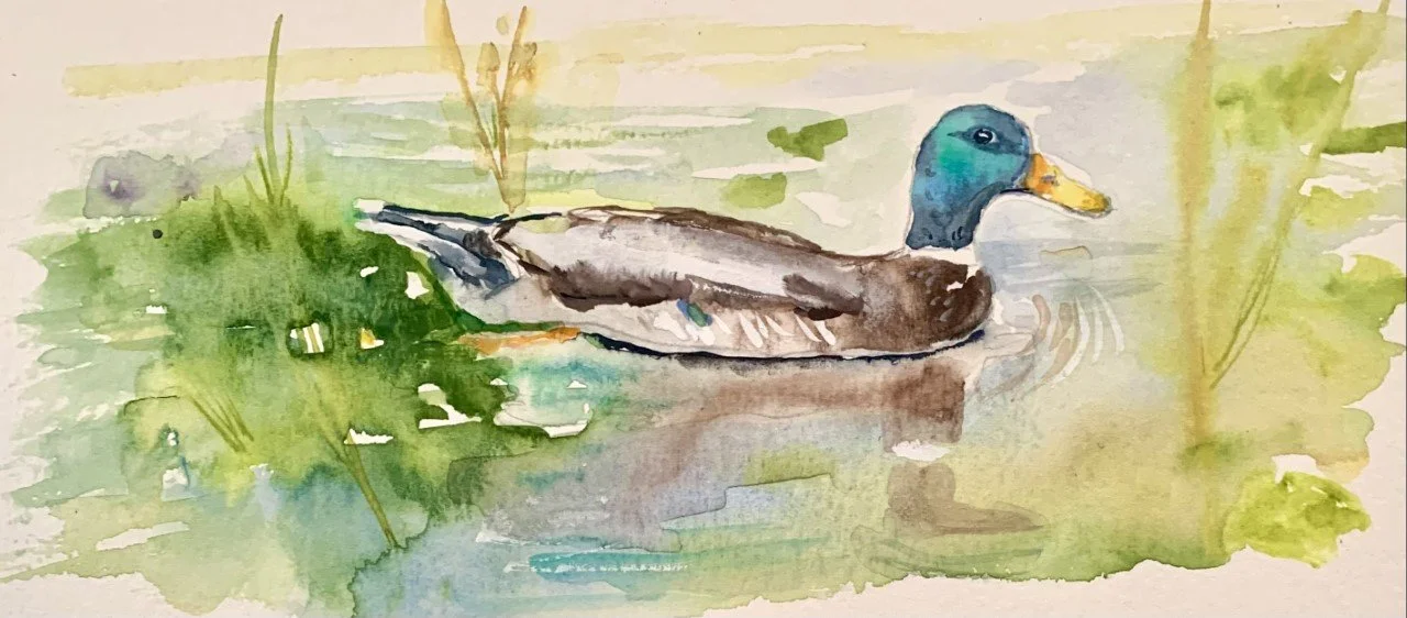  “Meandering Mallard” 