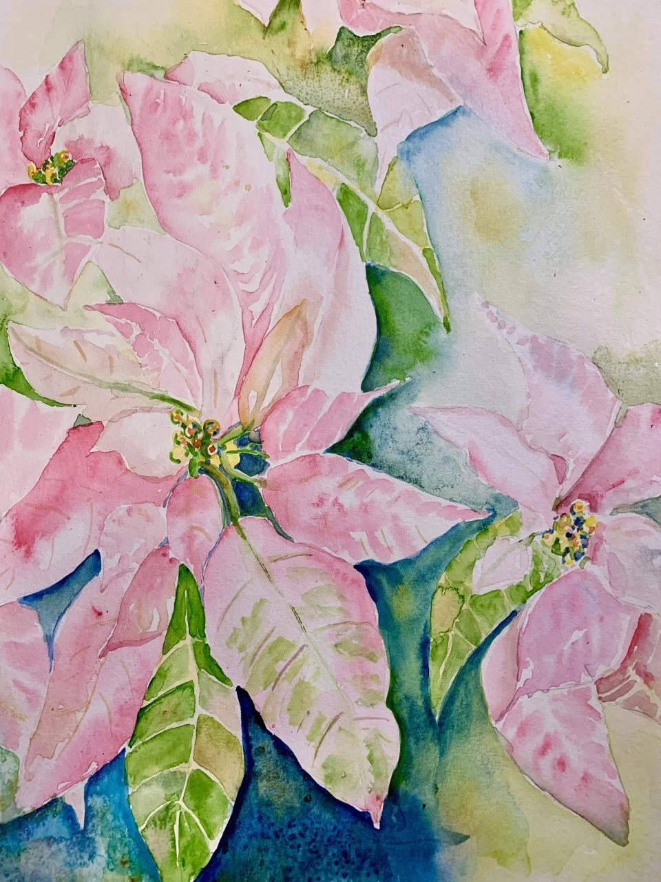 "Pink Poinsettia Symphony"