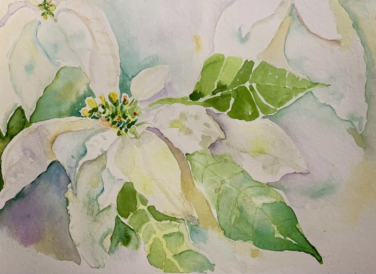 "White Poinsettia"