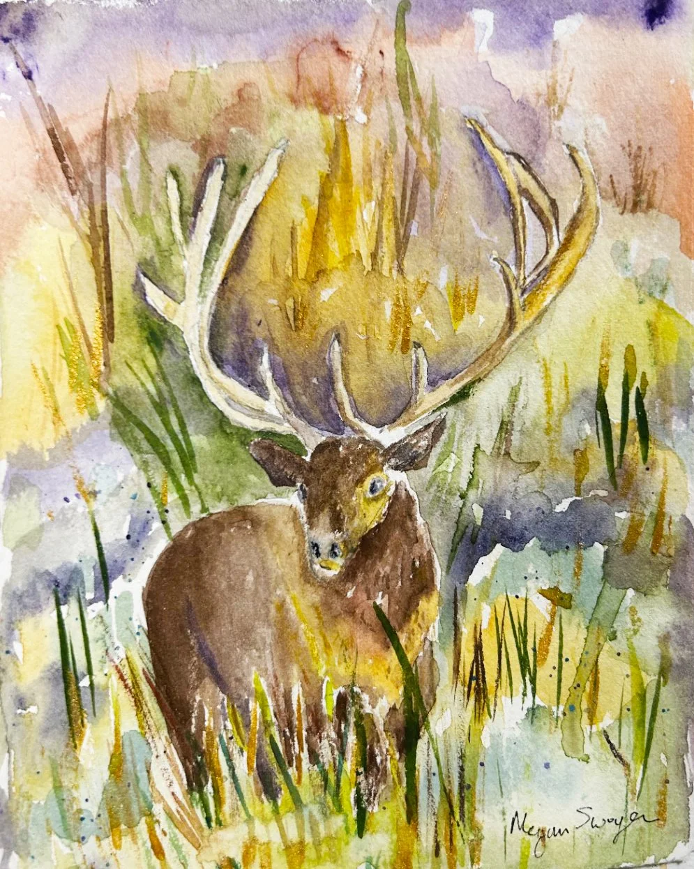 "Grand Teton National Park Bull Elk" 