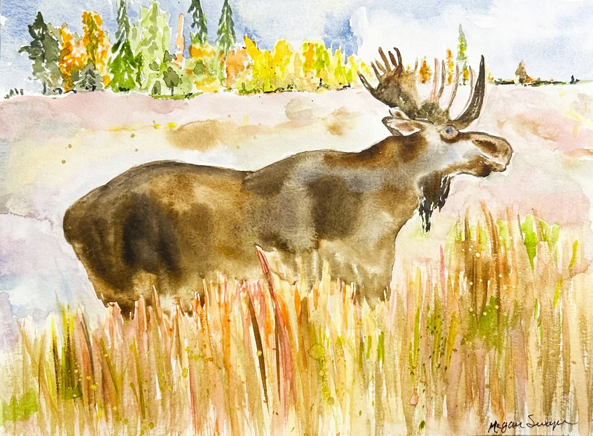 "Grand Teton Moose"