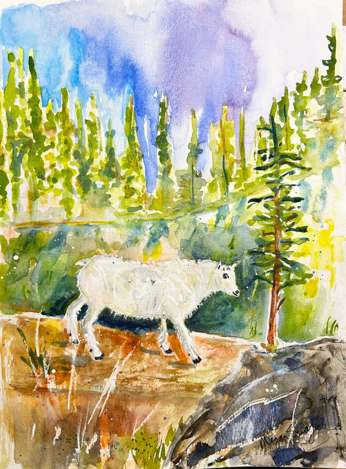 "Mountain Goat Cutie Glacier Natl. Park"