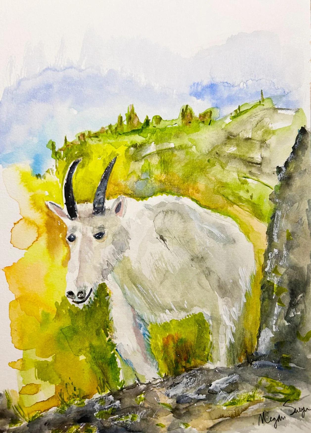 "Curious Mountain Goat/Glacier Natl. Park"
