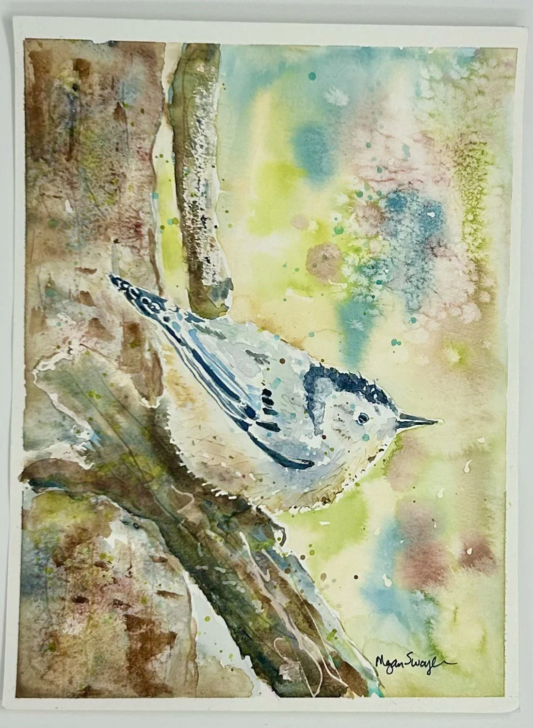 Nuthatch Early Spring