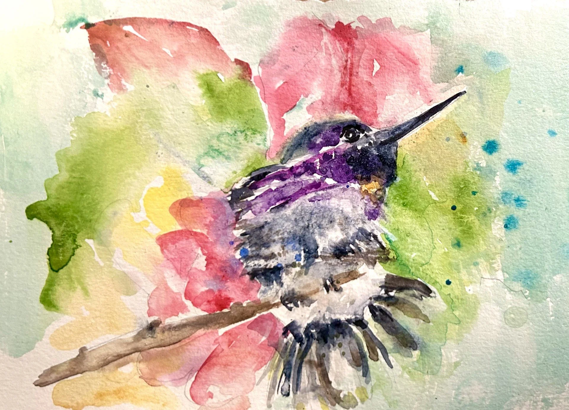 "Costa's Hummingbird Cutie" 