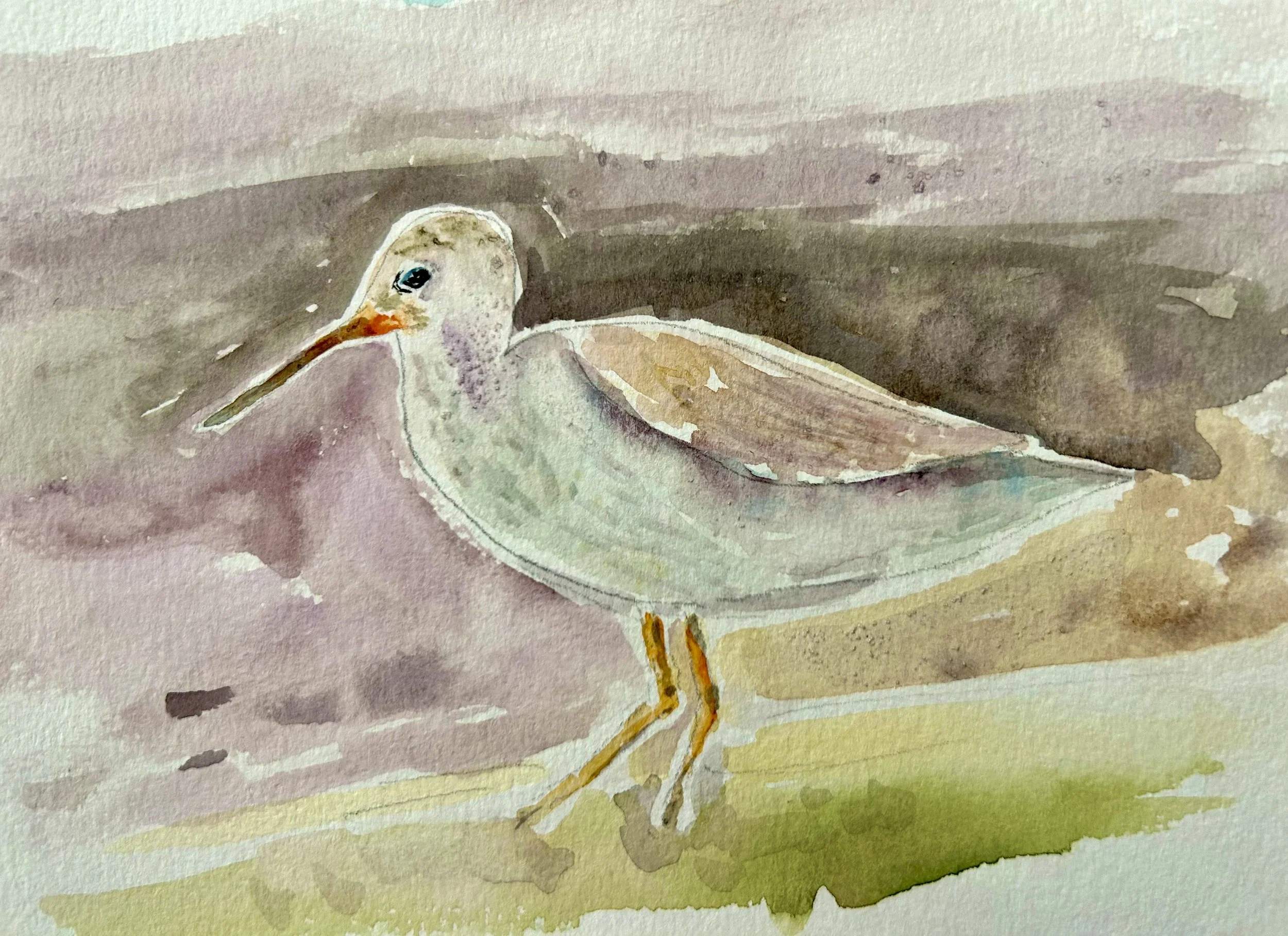 coastalyellowlegs.jpeg