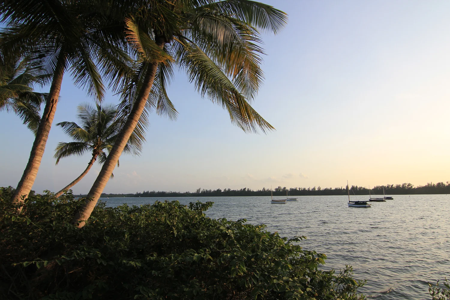 Palm-Beach.jpg