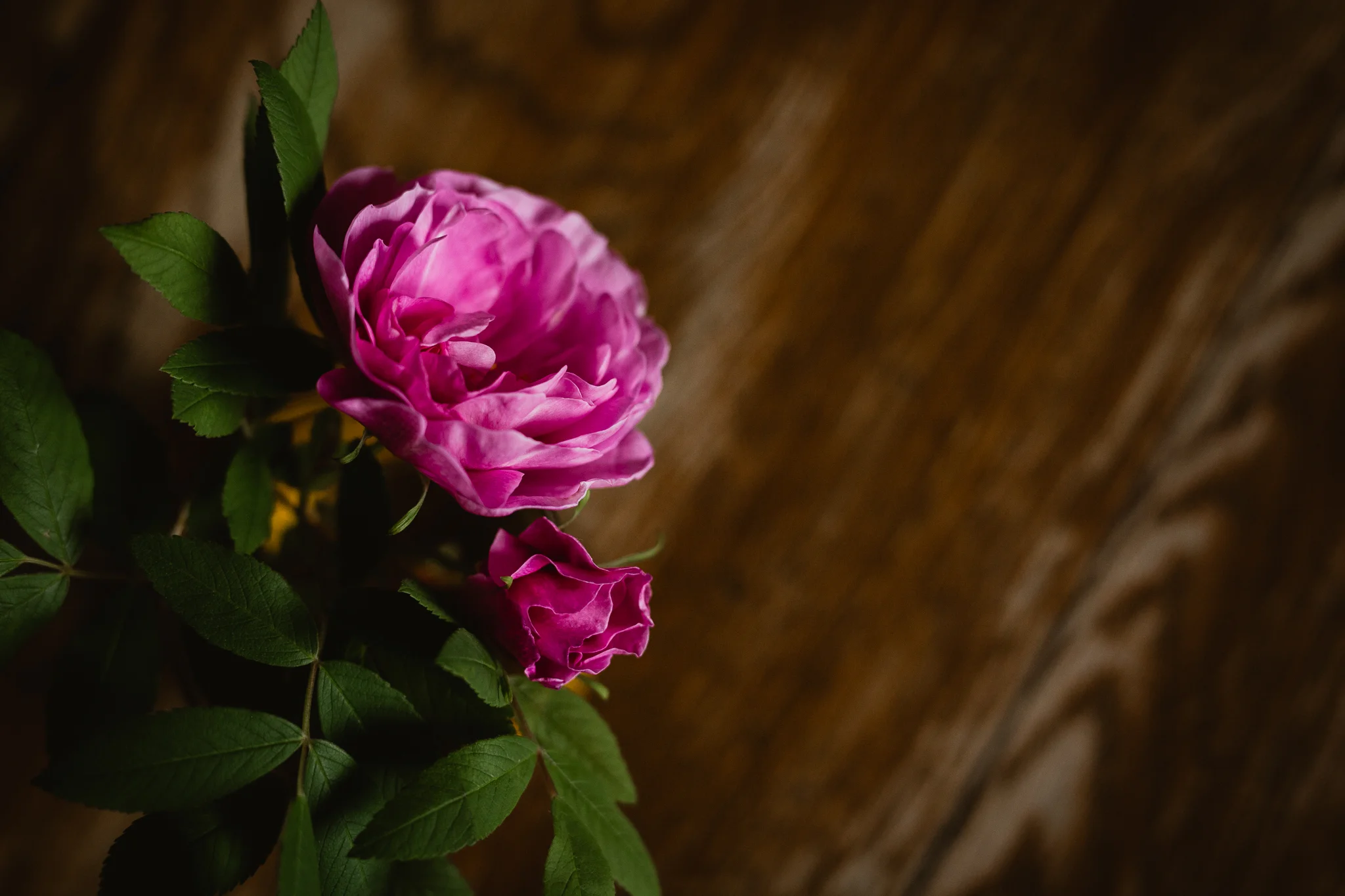 AlinaJoyPhotography-Website6-95.jpg