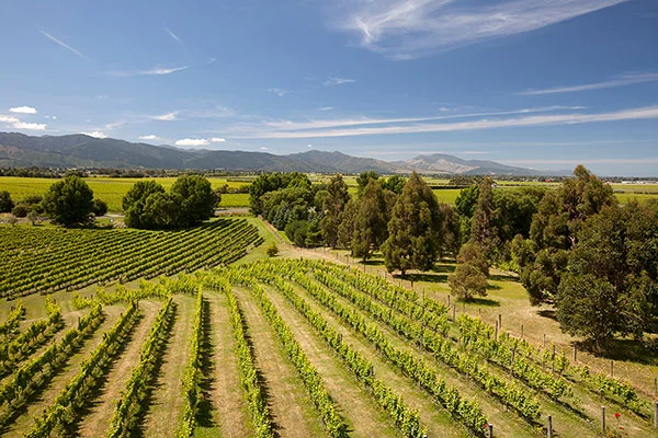 New-Zealand-Wine-Region-small.jpg