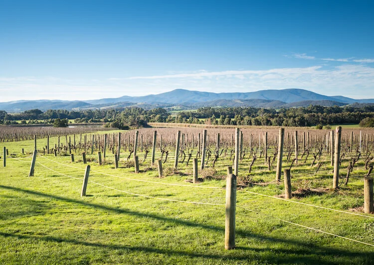 Day Trips From Melbourne: Yarra Valley.jpg
