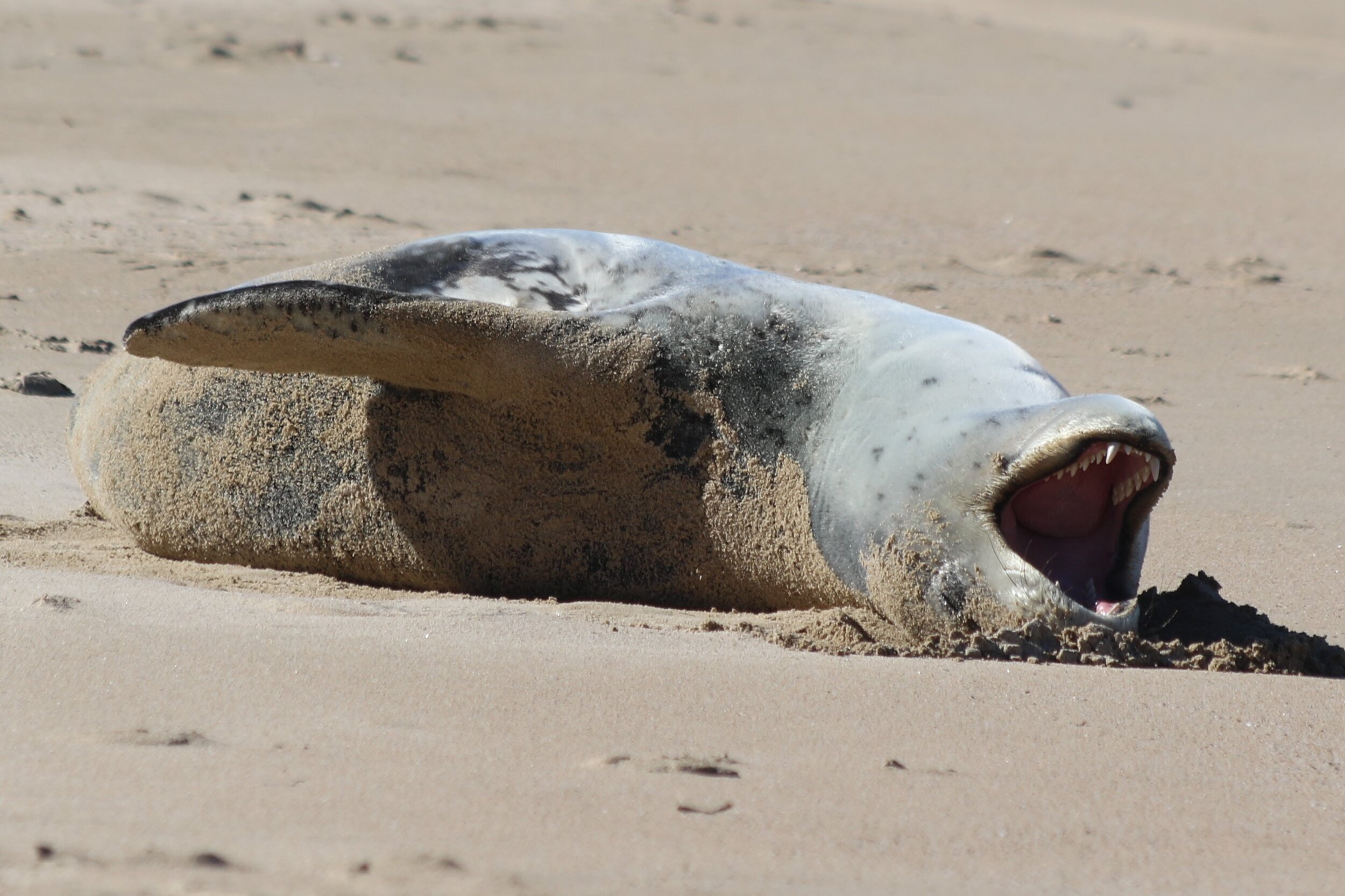 Leopard seal, Copyright © 2019   Leesa Pratt.JPG