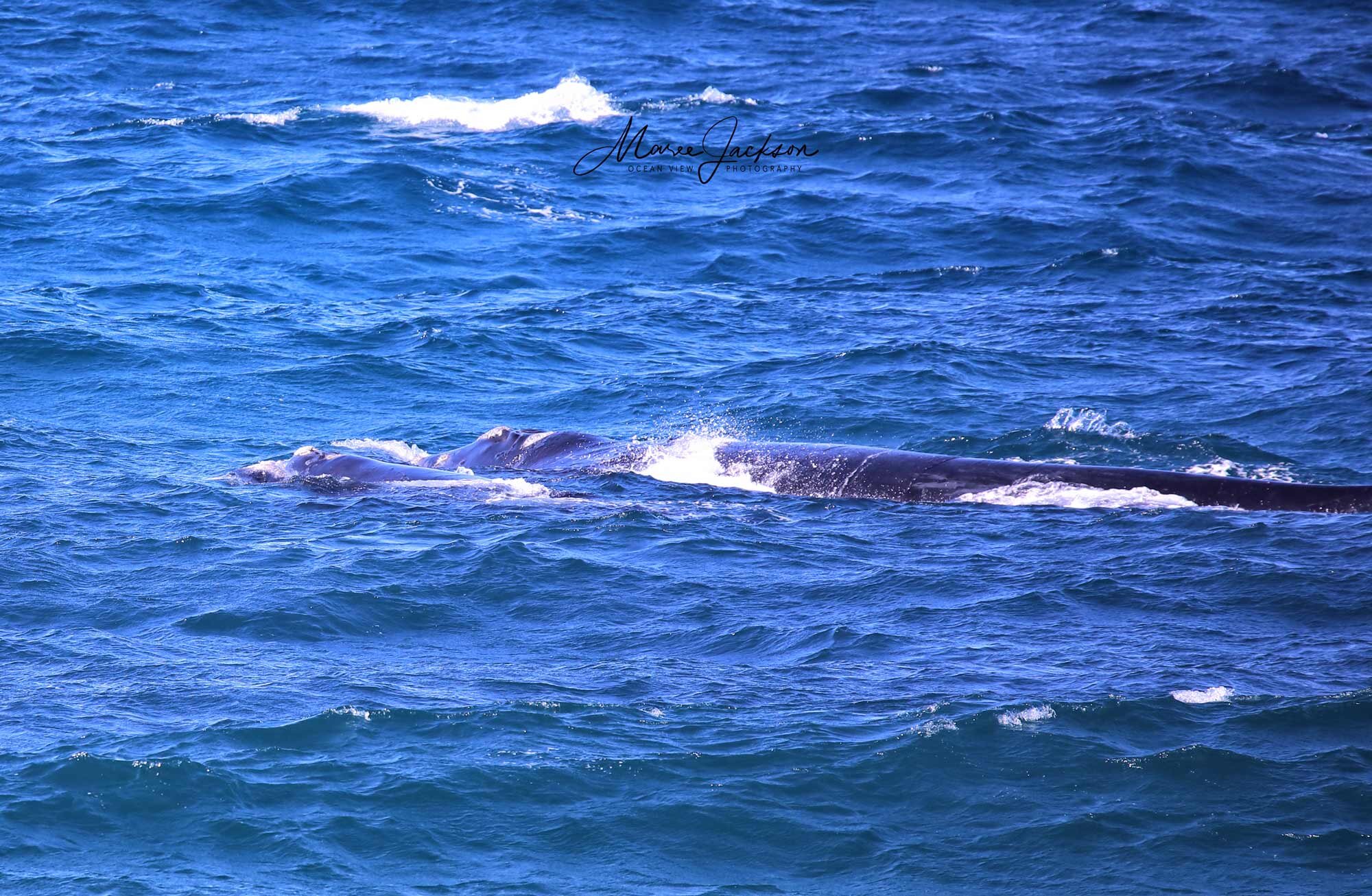 Southern-Right-Whales3975.jpg