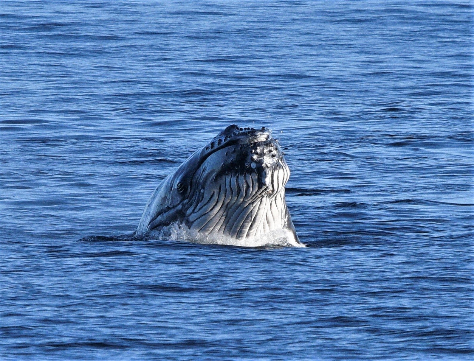 Humpback calf Anthony.jpg