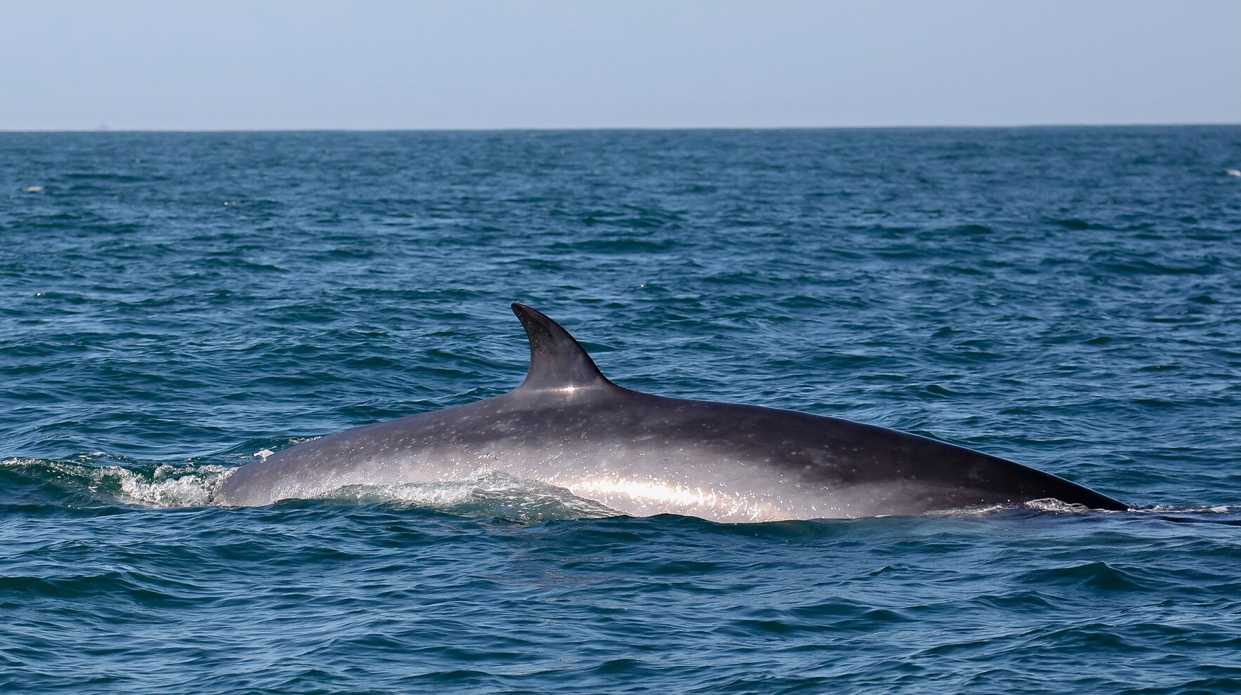 2016-07-26_11-51-14_resized - Brydes whale - Jodie Lowe.jpg