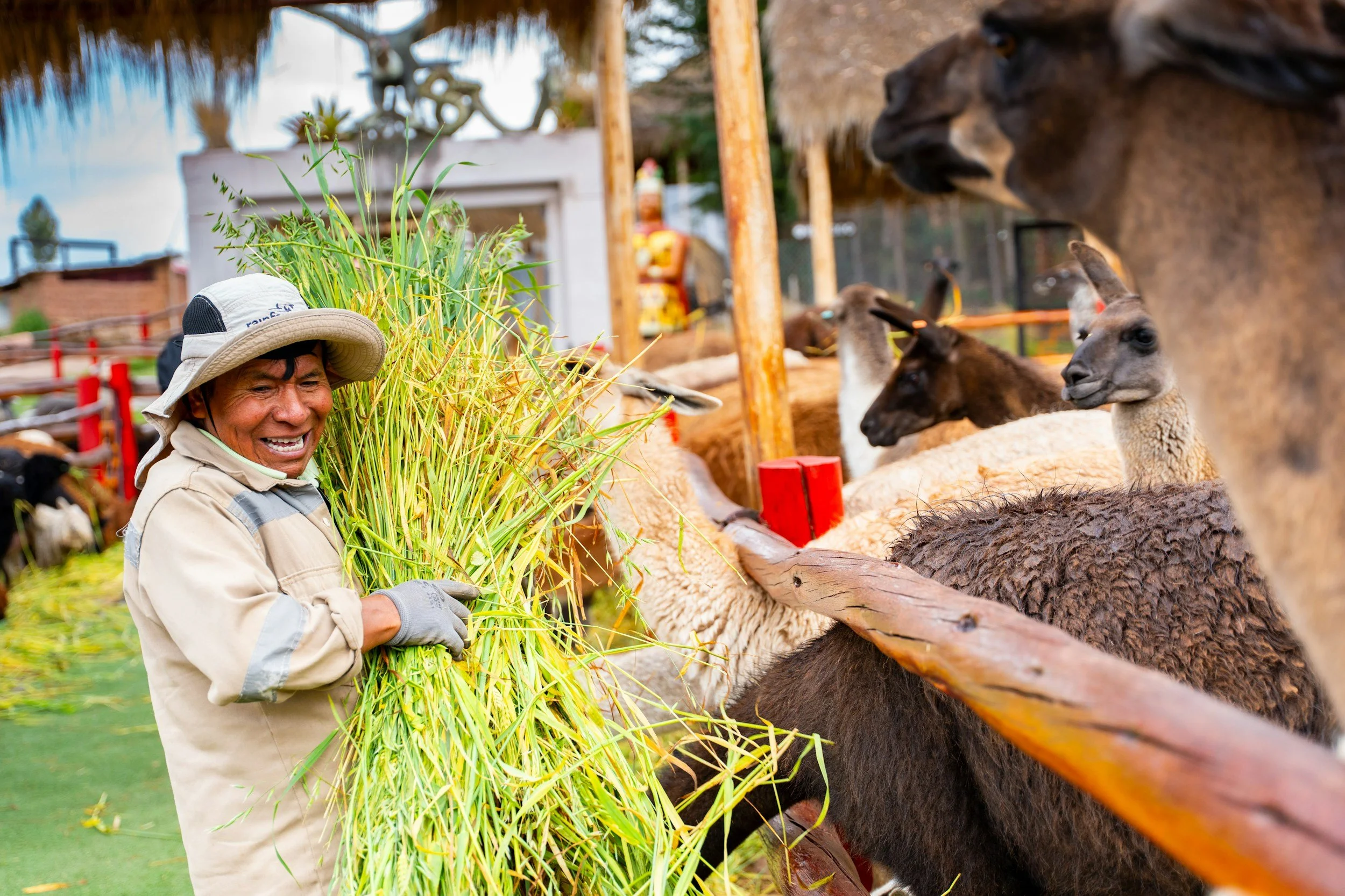A smiling person in a sun hat and gloves feeds tall green grass to eager llamas behind a wooden fence. The setting is vibrant and cheerful, with an outdoor farm ambiance.