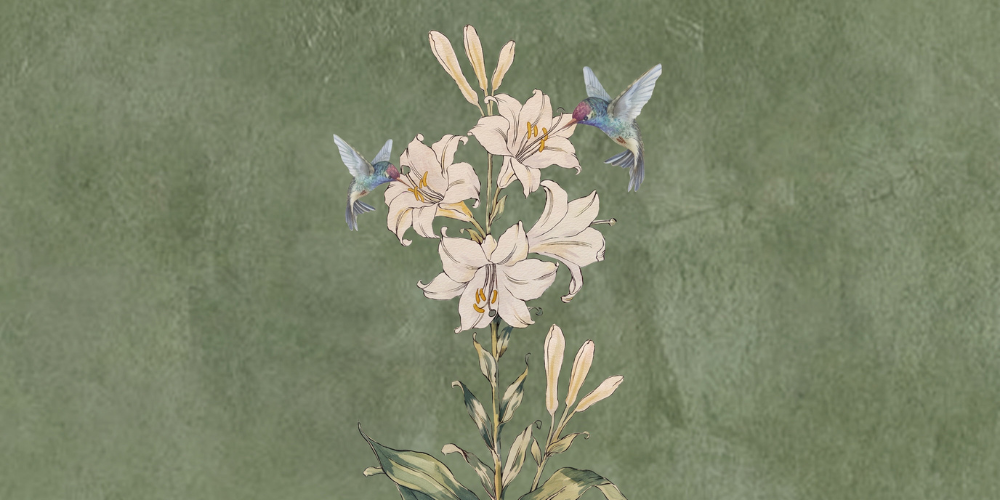 Vintage botanical illustration of cream lilies and budding stems with two hovering hummingbirds against a muted green textured background, serene.