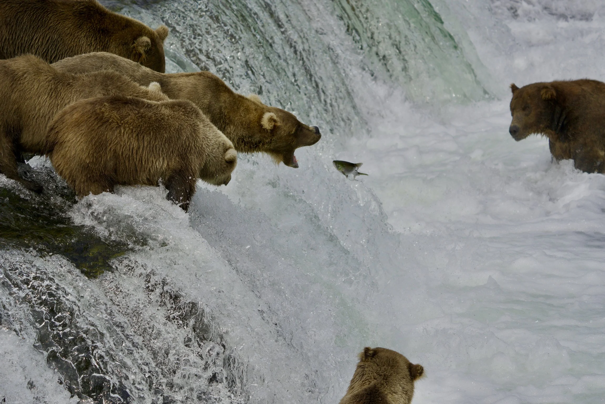 Katmai Bear - 1.jpeg