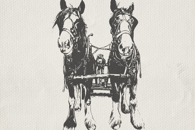 skyline-beef-drawing-wapiti-sage-design-draft-horses.jpg