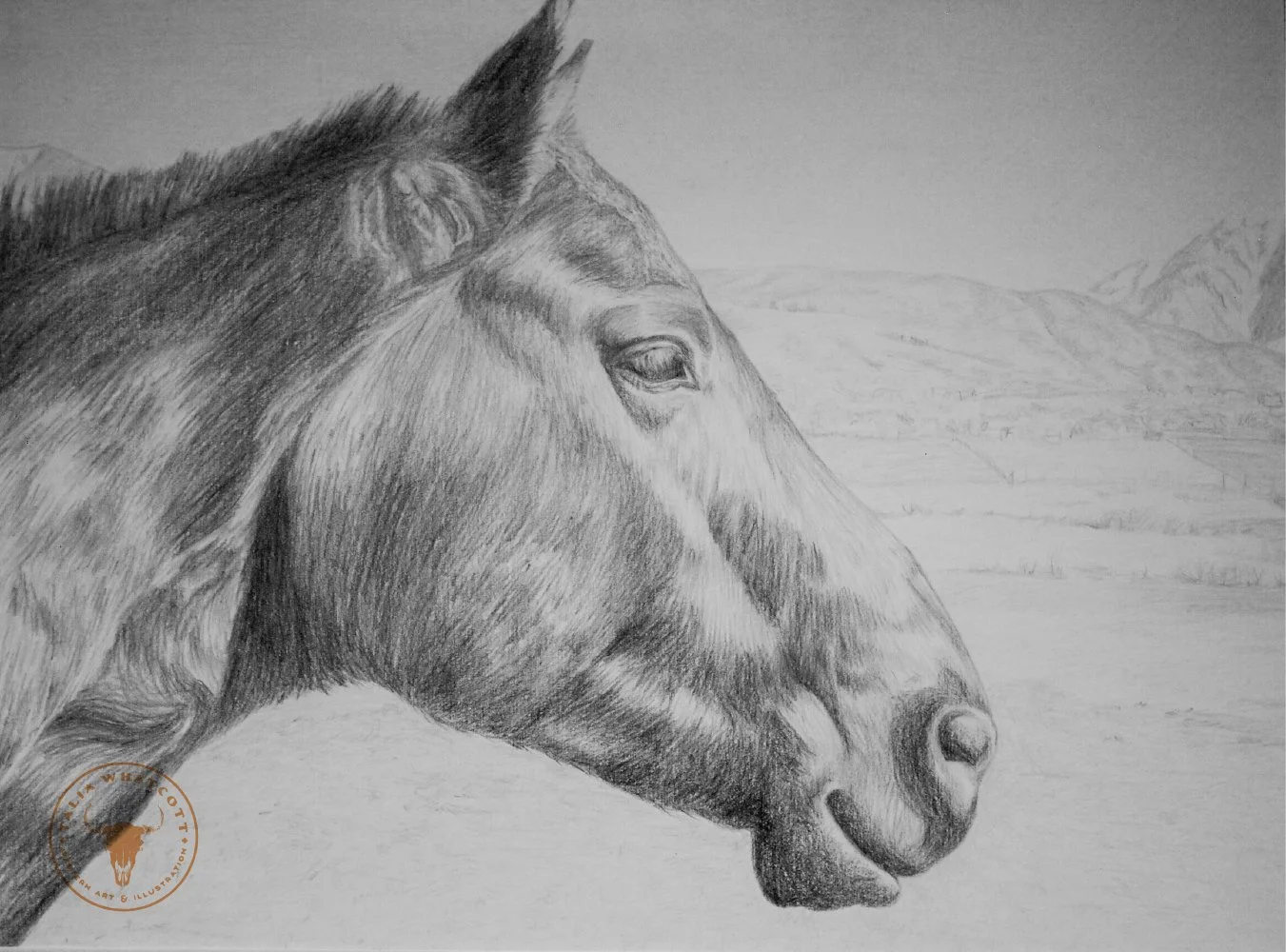 TW Website graphite drawingbo2.jpg