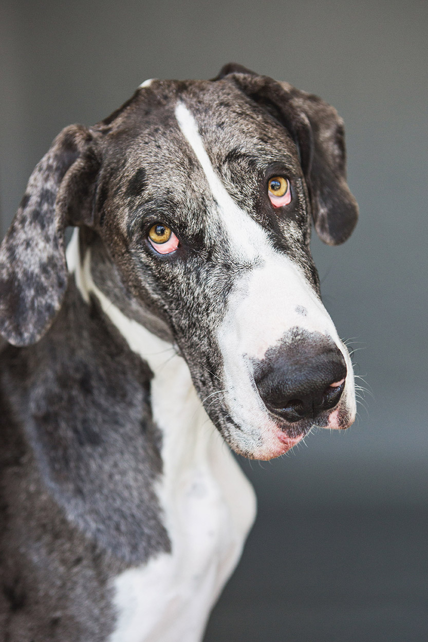 Great Dane