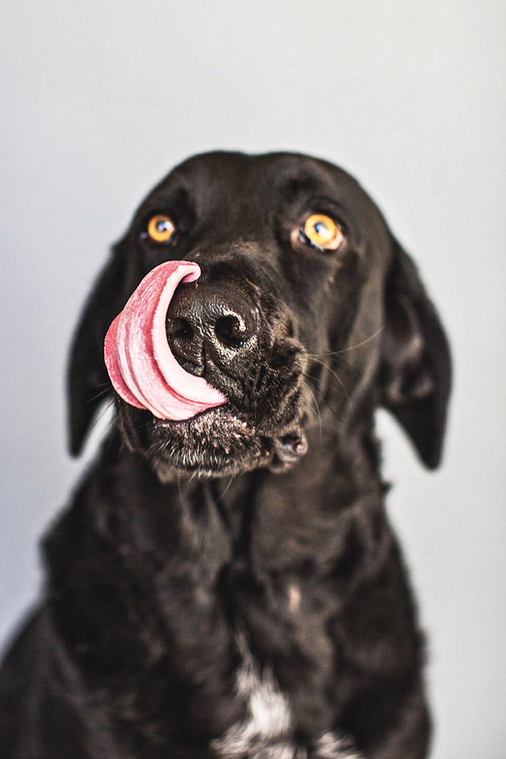 Black Lab