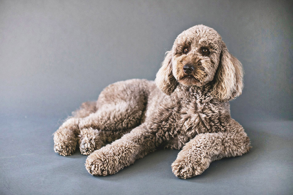 Labradoodle