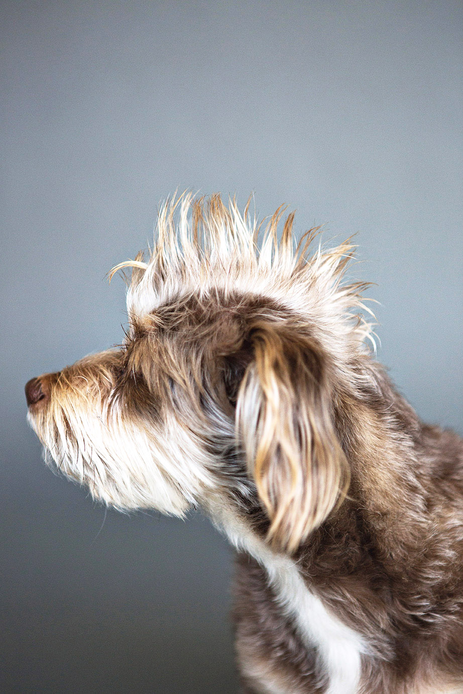 Puppy Mohawk