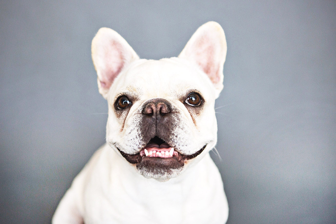 French Bulldog