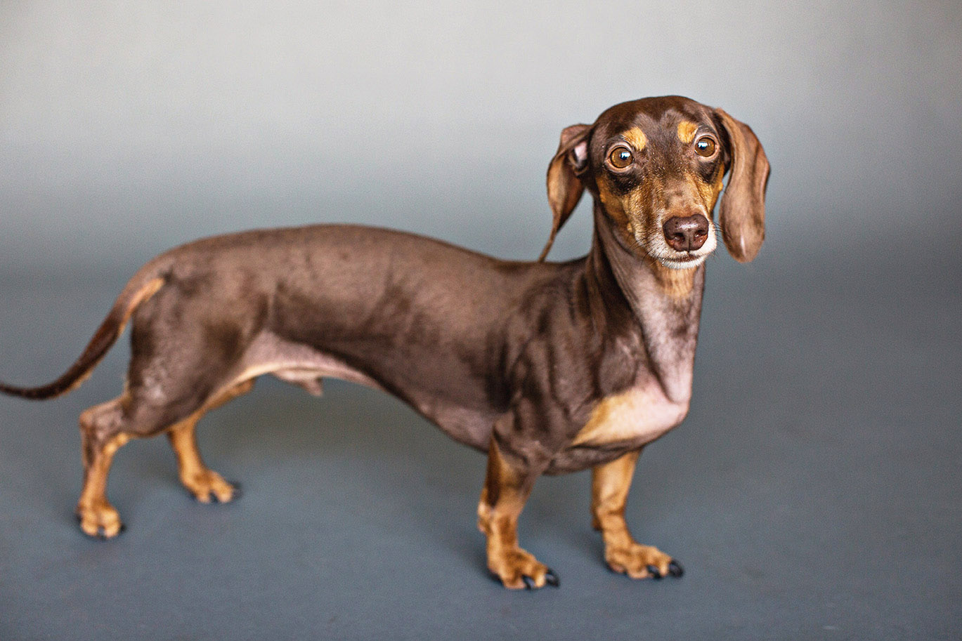 Dachshund Weiner Dog