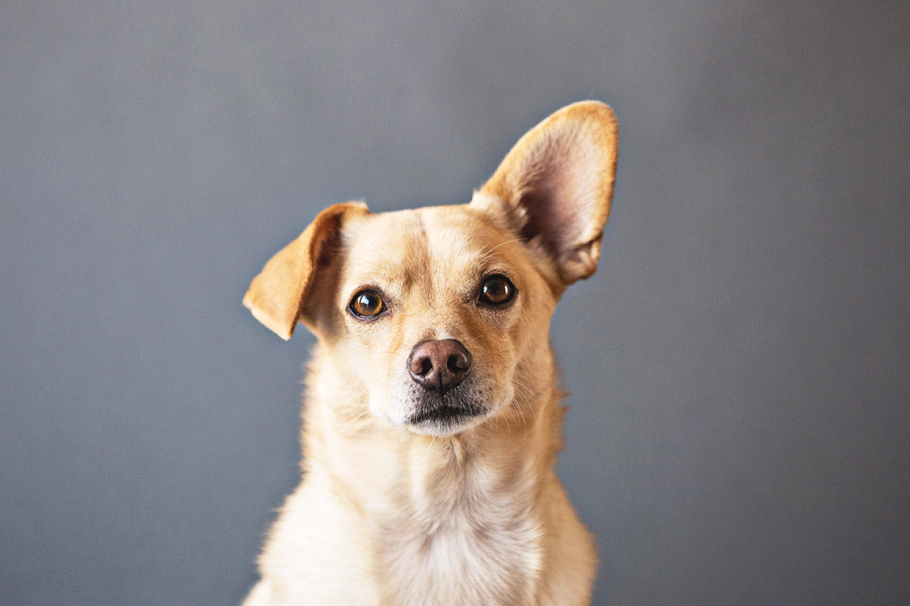 Chihuahua