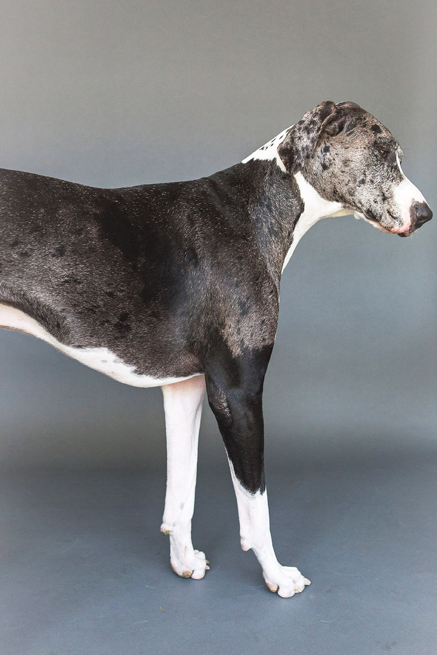 Great Dane