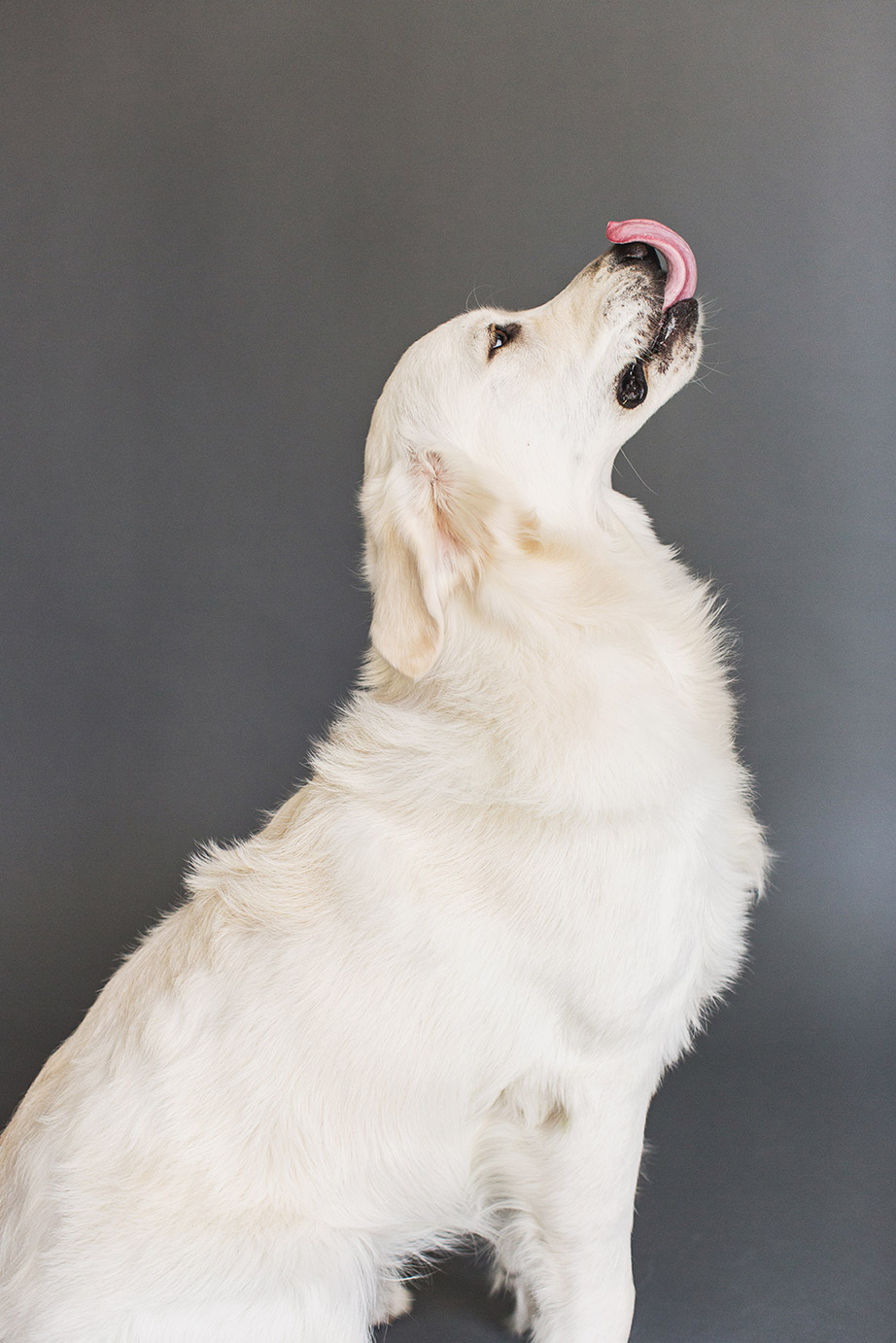 White Golden Retriever