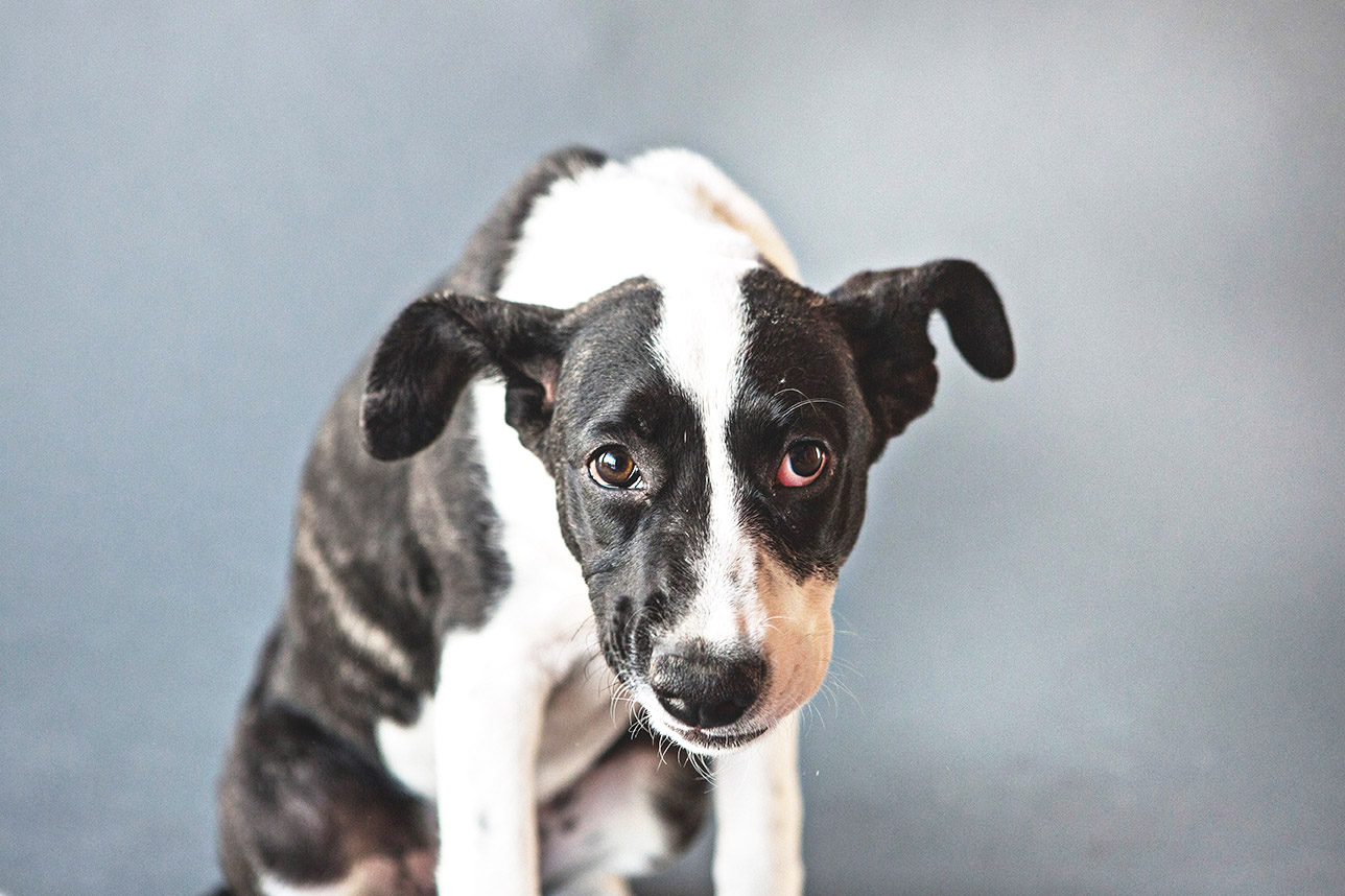 Rescue Dog Photographer