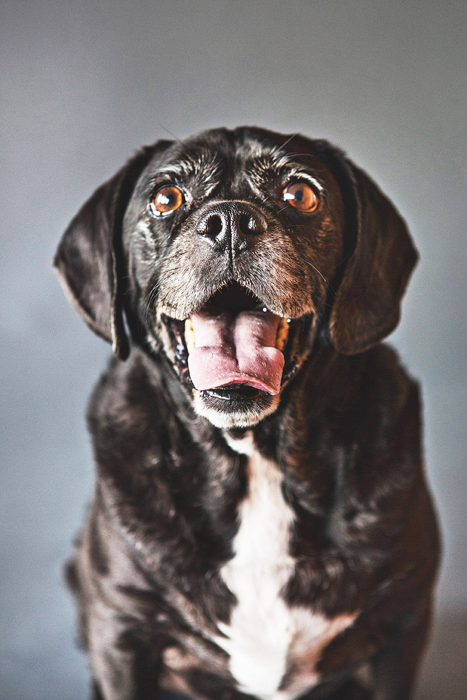 Puggle