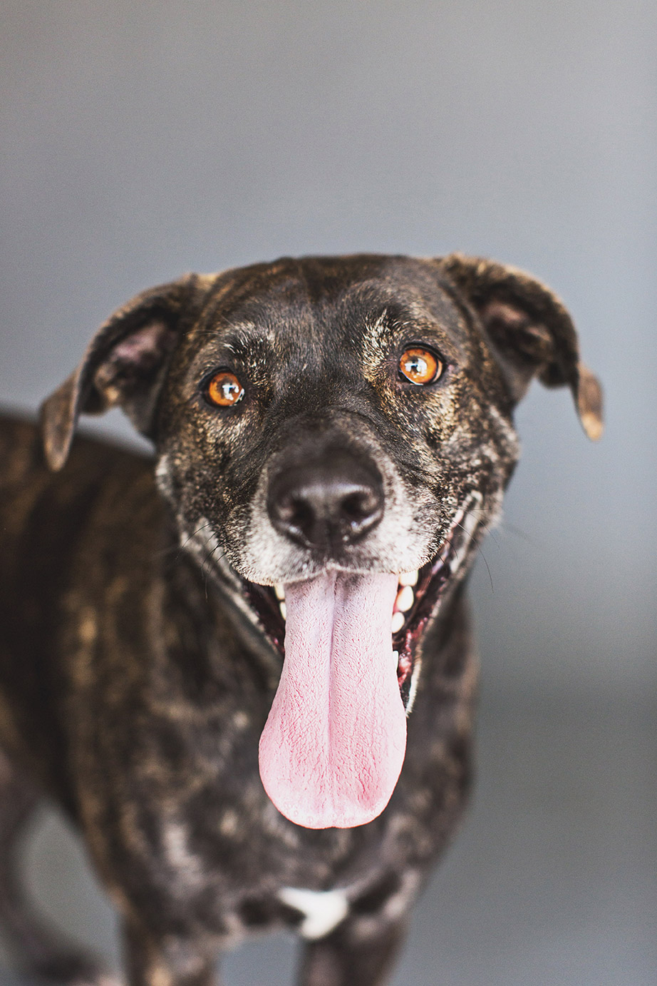 Rescue Dog
